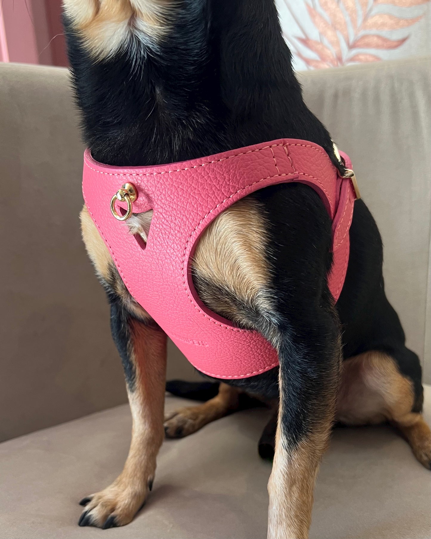 PETTORINA JUNO CORALLO