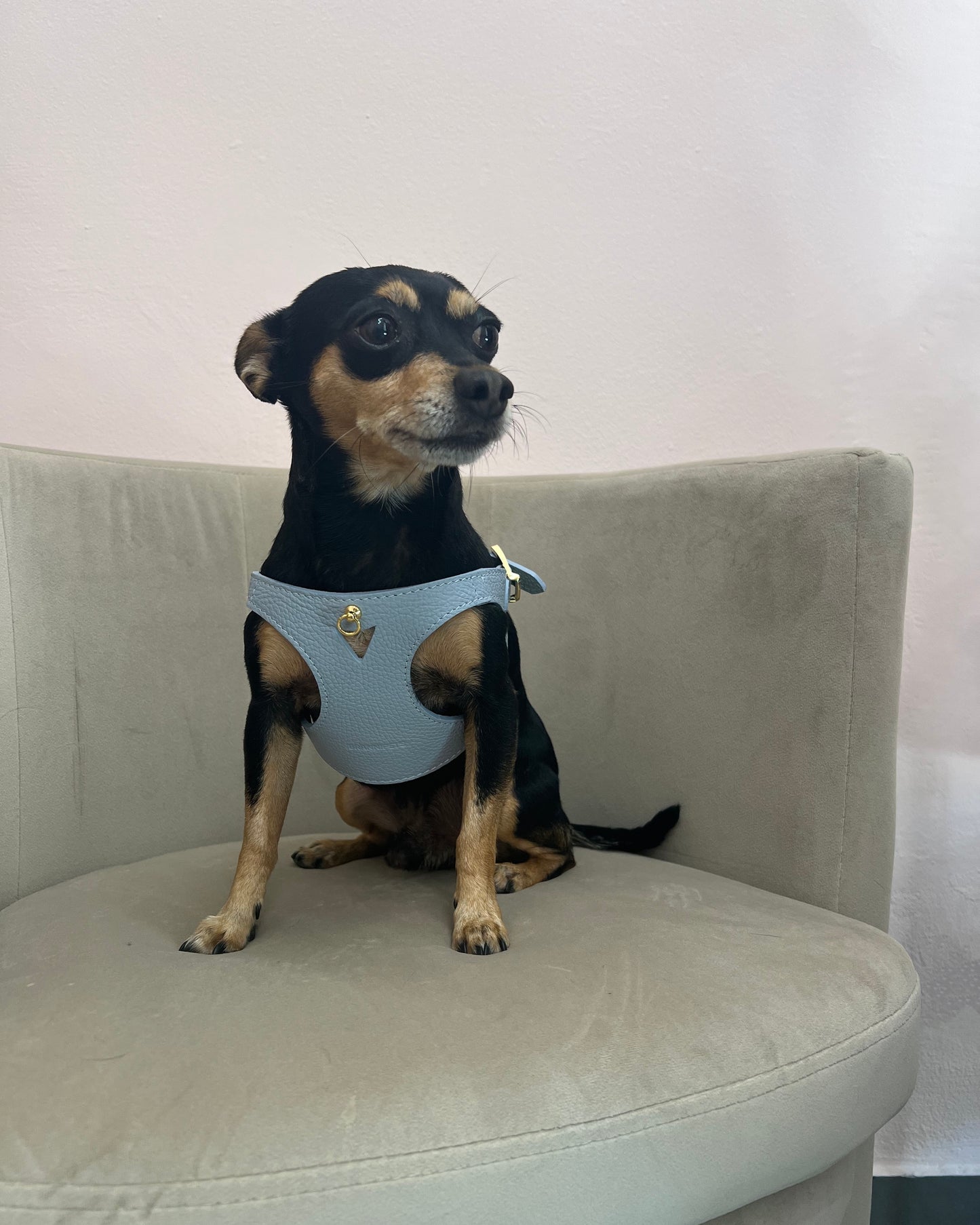 PETTORINA JUNO AZZURRA
