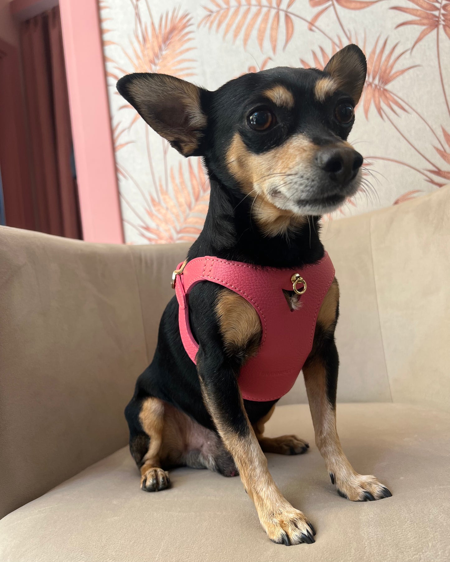 PETTORINA JUNO CORALLO